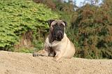 BULLMASTIFF 175